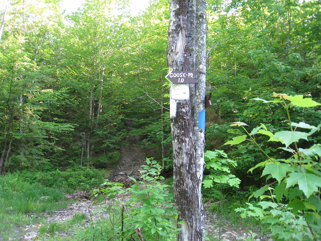 Elwell Trail NH 2010 265.jpg - I was busy swatting mosquitos here.. went by this and ended up somewhat lost for awhile. Finally made it back to here and took the "left" that I should have the first time.